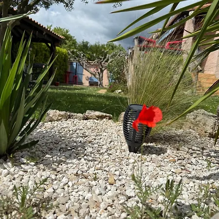 Coquelicot Montagnac (Alpes-de-Haute-Provence)